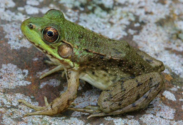 Green Frog